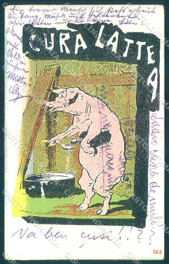 Animals Pig Humour serie 563 CORNER CREASE cartolina postcard TW1626 – fronte