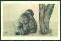 Animals Monkey West Afrika cartolina postcard TW1895 – fronte