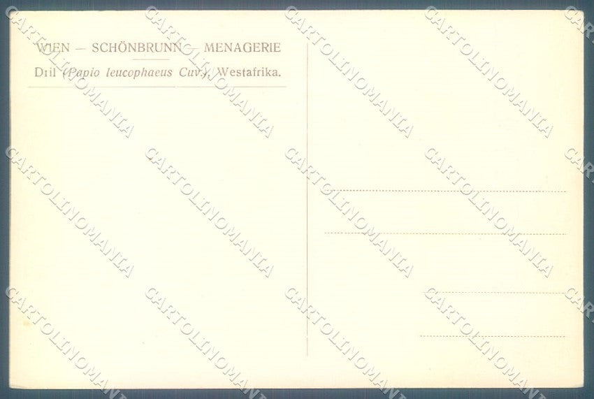 Animals Monkey West Afrika cartolina postcard TW1895 – retro