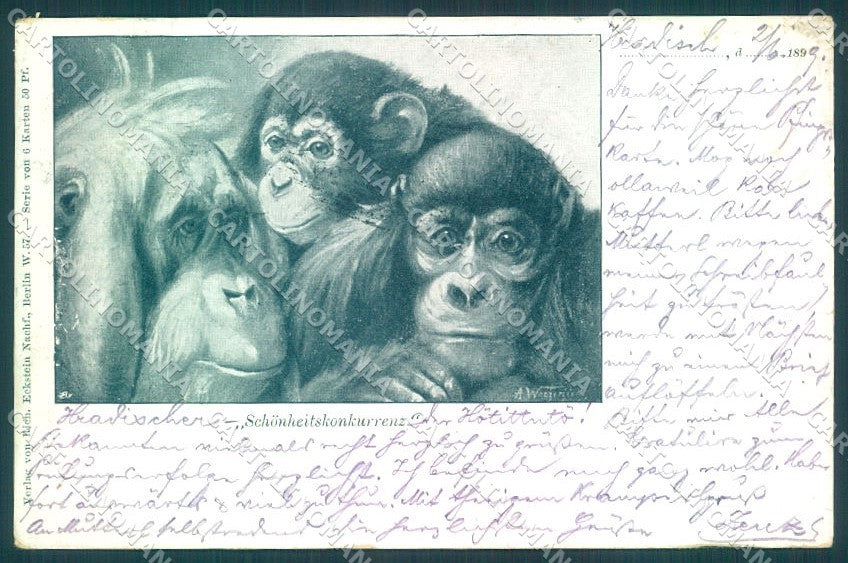 Artist Signed Monkey serie 6-50 WRINKLES cartolina postcard TW1898 – fronte