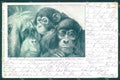 Artist Signed Monkey serie 6-50 WRINKLES cartolina postcard TW1898 – fronte