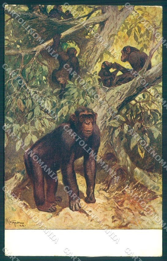 Artist Signed Monkey Chimpanzee serie 153 cartolina postcard TW1900 – fronte