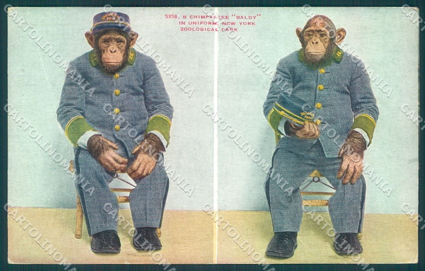 USA New York Zoological Park Dressed Chimpanzee 5358 WRINKLE postcard TW1905 – fronte