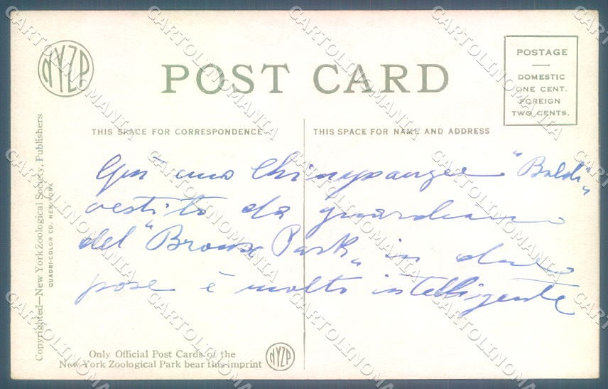 USA New York Zoological Park Dressed Chimpanzee 5358 WRINKLE postcard TW1905 – retro