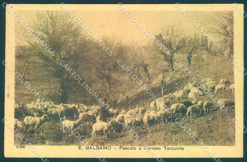 TV Italia Viterbo Corneto Tarquinia Pascolo Balsamo CREASED cartolina TW1920 – fronte