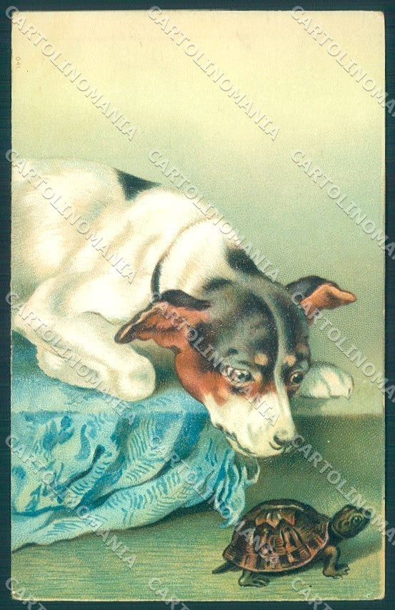 Animals Jack Russell Dog Turtle serie 041 Relief cartolina postcard TW1921 – fronte