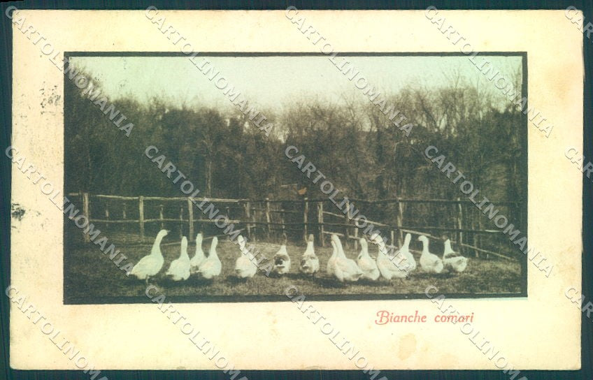 Animals White Goose Bianche Comari SPOTS FG cartolina postcard TW1944 – fronte