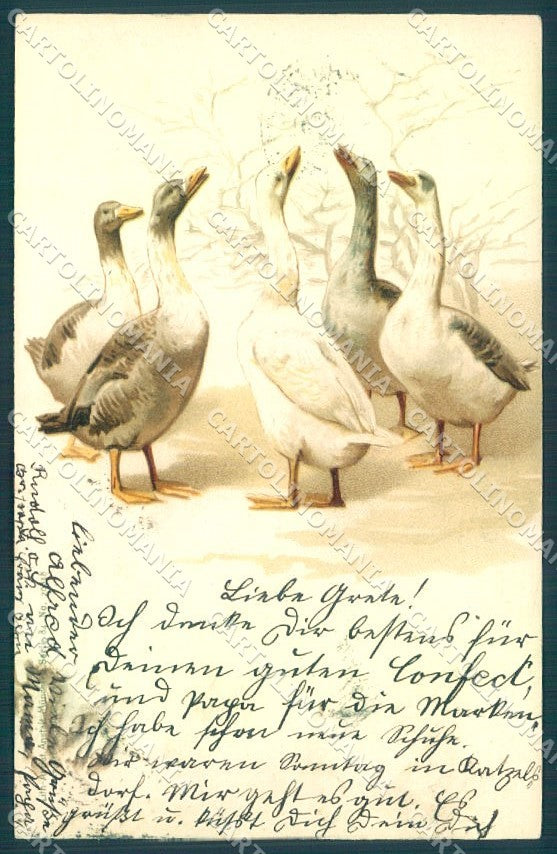 Animals Goose serie 84-20818 cartolina postcard TW1946 – fronte