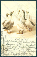 Animals Goose serie 84-20818 cartolina postcard TW1946 – fronte