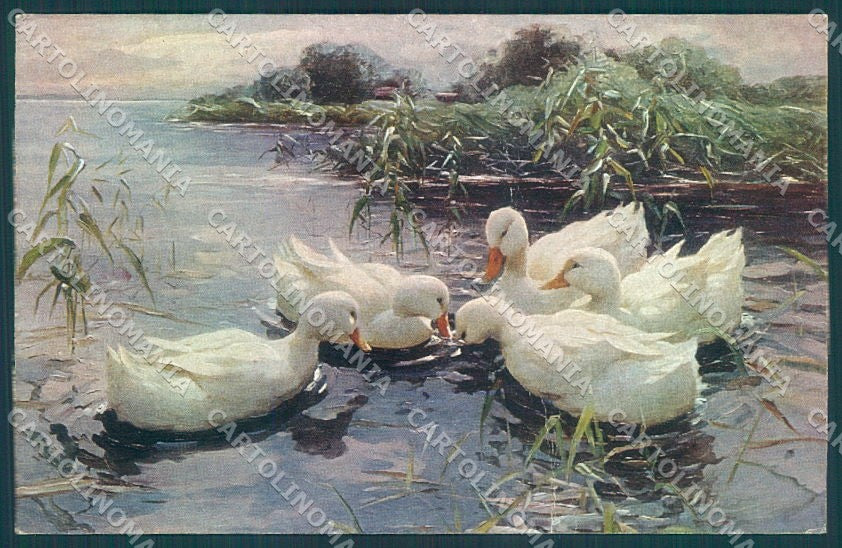 Artist Signed Alexander Koester Duck Rommler 434 WRINKLES postcard TW1949 – fronte