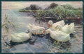 Artist Signed Alexander Koester Duck Rommler 434 WRINKLES postcard TW1949 – fronte
