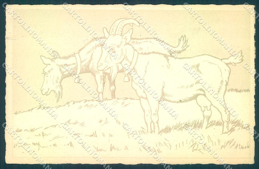 Animals Goat serie Excelsior 29 Caravaggio postcard TW1953 – fronte