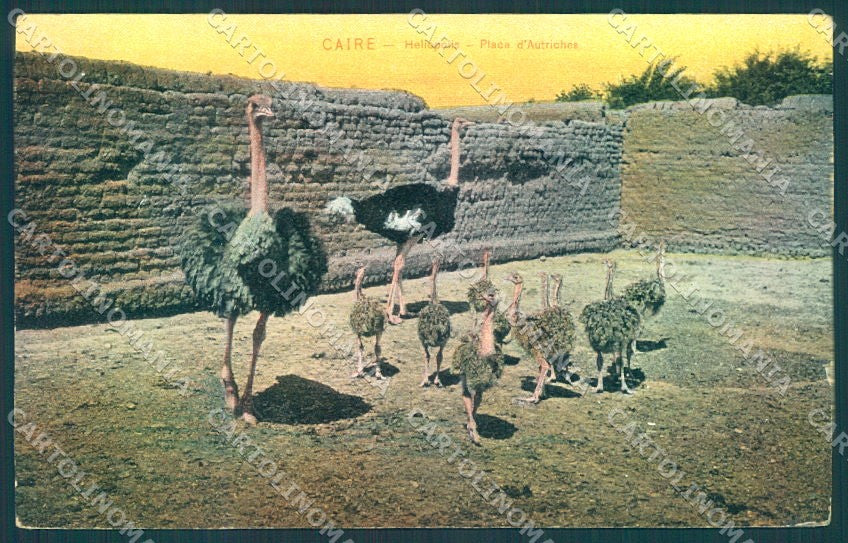 TV Egypt Cairo Heliopolis Ostrich Trenkler 54849 cartolina postcard TW1954 – fronte