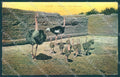 TV Egypt Cairo Heliopolis Ostrich Trenkler 54849 cartolina postcard TW1954 – fronte