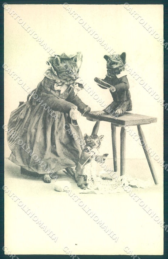 Animals Humanized Dressed Cat cartolina postcard TW1964 – fronte