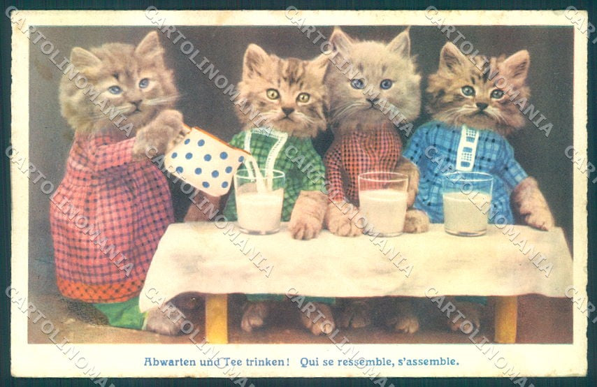 Animals Humanized Dressed Cat Drinking Milk serie 9356 WRINKLES postcard TW1968 – fronte