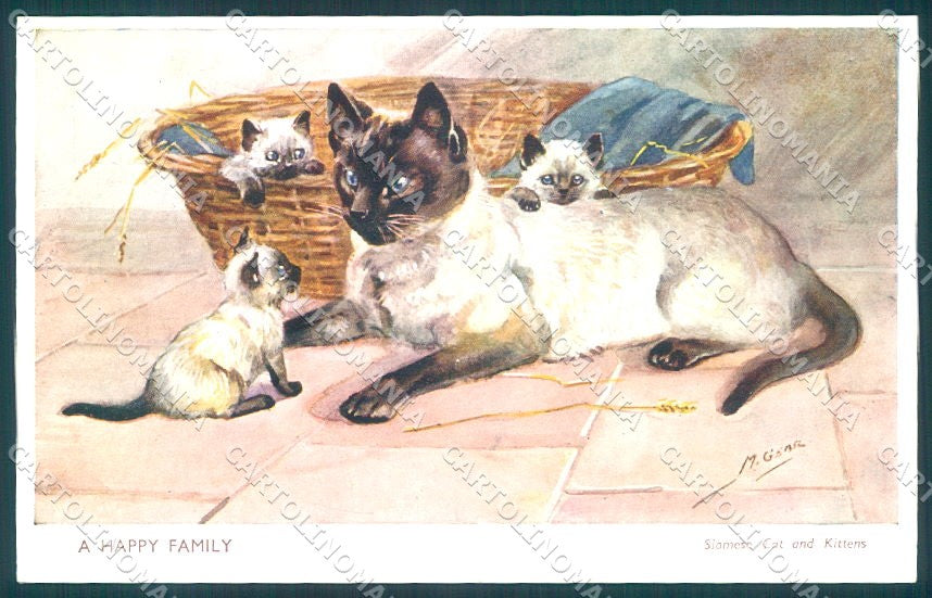 Artist Signed Mabel Gear Siamese Cat Kittens Salmon serie 5070 postcard TW1979 – fronte