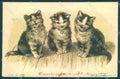 Animals Cat Relief PFB cartolina postcard TW2003 – fronte