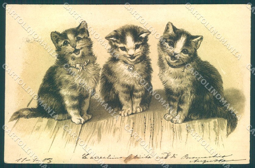 Animals Cat Relief PFB cartolina postcard TW2003 – fronte