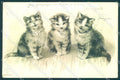 Animals Cat ESD serie 8127 Relief cartolina postcard TW2006 – fronte