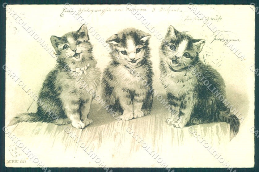 Animals Cat ESD serie 8127 Relief cartolina postcard TW2006 – fronte