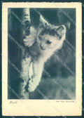 Animals Cat Muschi Cat serie 207-2 FG WRINKLE pc TW2033 – fronte