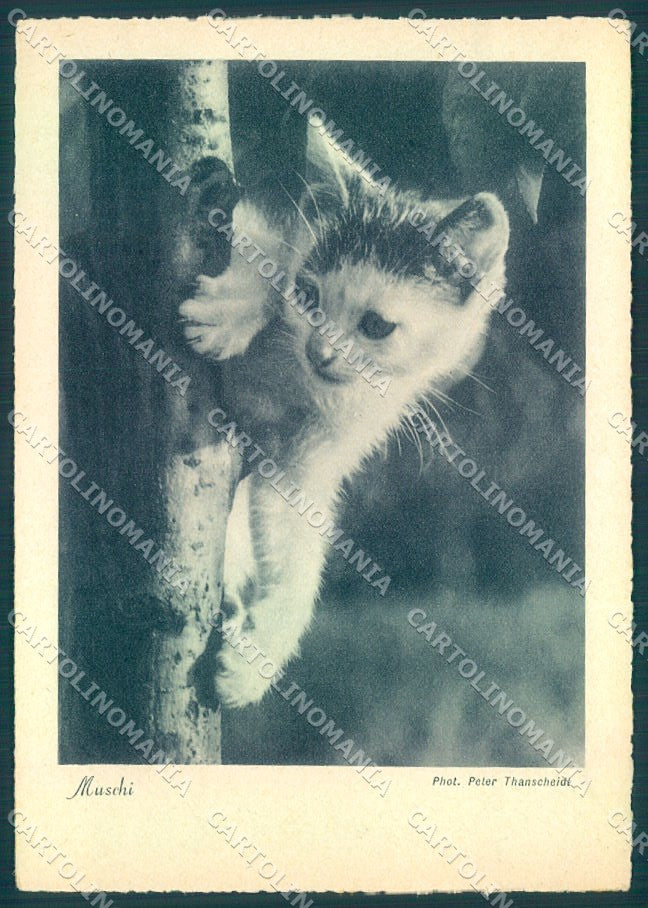 Animals Cat Muschi Cat serie 207-2 FG WRINKLE pc TW2033 – fronte