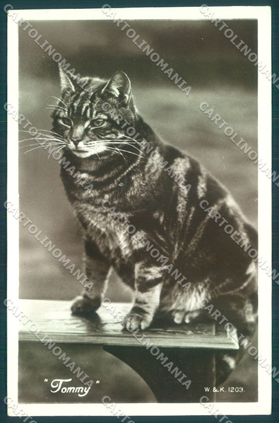 Animals Cat Tommy W&K 1203 RPPC cartolina postcard TW2071 – fronte