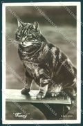 Animals Cat Tommy W&K 1203 RPPC cartolina postcard TW2071 – fronte