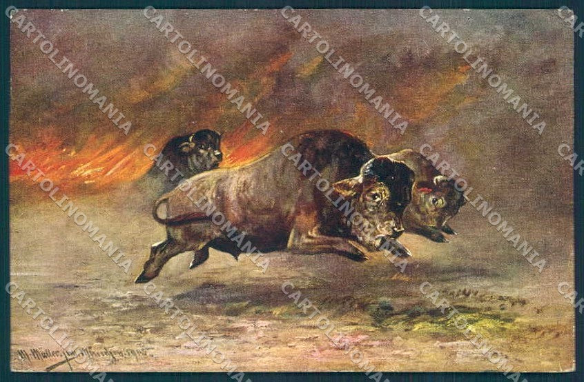 Artist Signed Muller Hunting Bison WSSB 6961 cartolina Postcard TW2450 – fronte