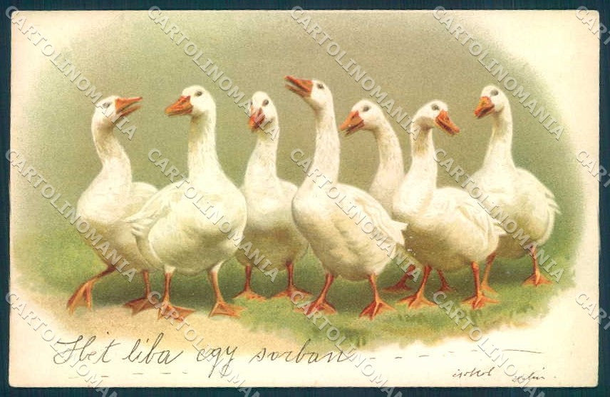 Animals Goose cartolina Postcard TW2451 – fronte