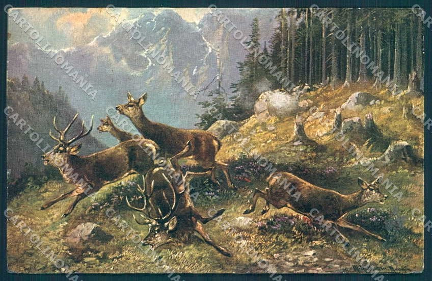 Artist Signed Muller Animal Deer Roe Hunting serie 496 cartolina Postcard TW2456 – fronte