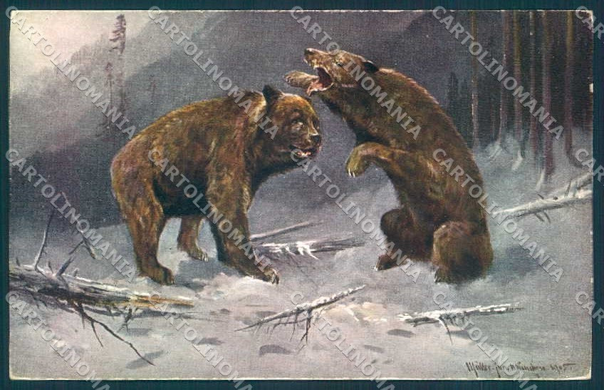 Artist Signed Muller Animal Bear Hunting WSSB 6961 cartolina Postcard TW2458 – fronte