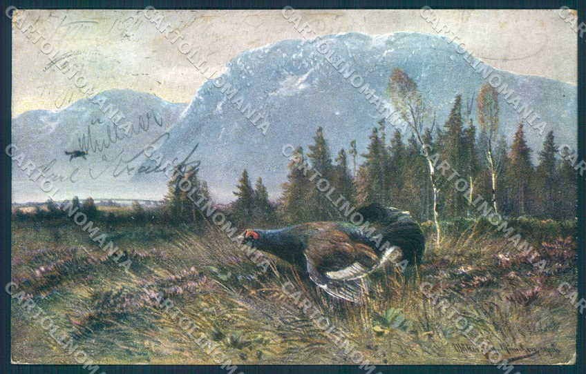 Artist Signed Muller Animal Moorhen Hunting serie 844 cartolina Postcard TW2459 – fronte