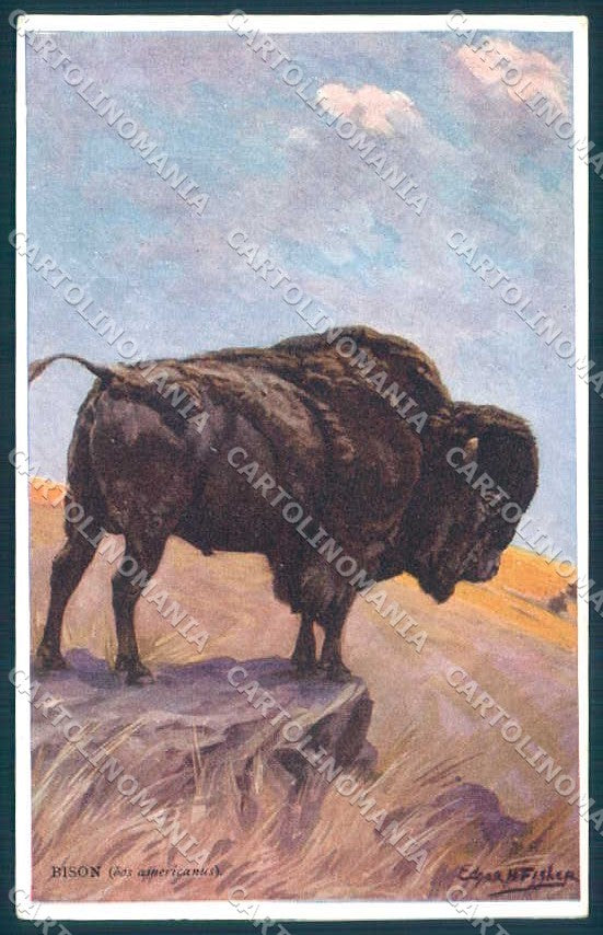 Artist Signed Edgar Fisker American Bison serie 83 cartolina Postcard TW2460 – fronte