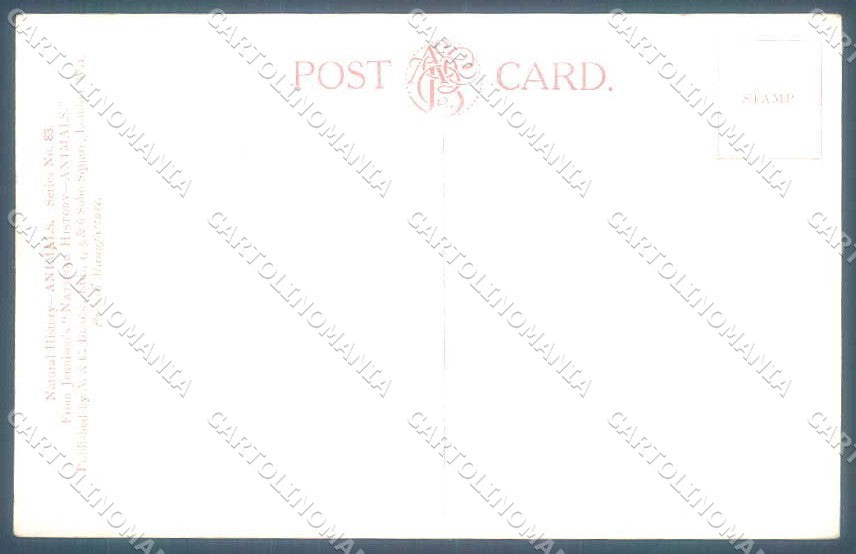 Artist Signed Edgar Fisker American Bison serie 83 cartolina Postcard TW2460 – retro