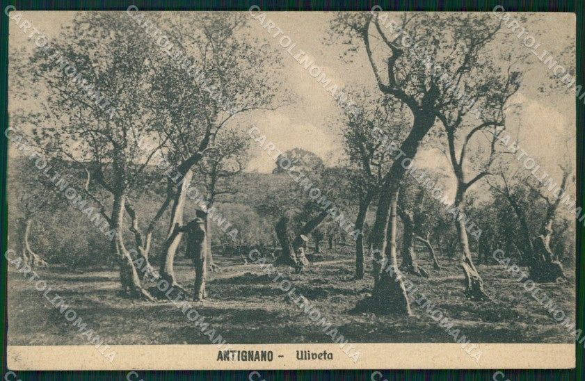Livorno Città Antignano Uliveta cartolina VK0086 – fronte