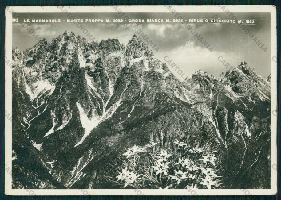 Belluno Piove di Sacco Le Marmarole Stelle Alpine Foto FG cartolina VK3053 – fronte