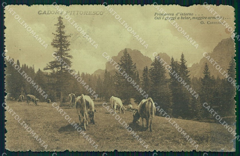 Belluno Cadore Pittoresco Mucche Carducci RIPARATA STRAPPINI cartolina VK3856 – fronte