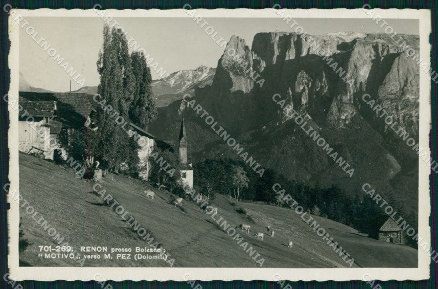 Bolzano Renon Mucche Foto cartolina VK3890 – fronte