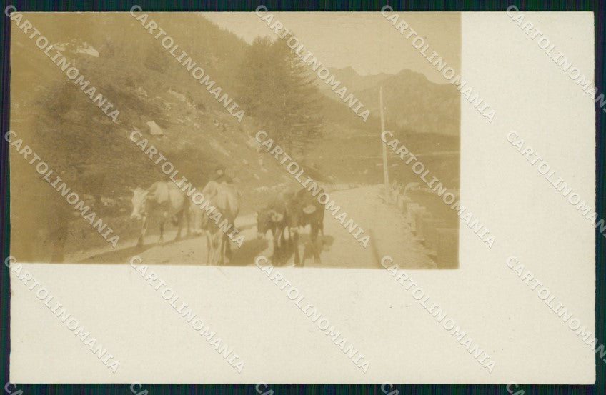 Belluno Cadore Mucche Foto cartolina VK4611 – fronte