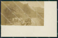 Belluno Cadore Mucche Foto cartolina VK4611 – fronte
