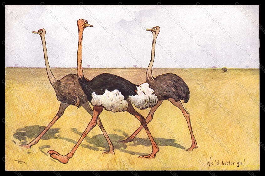 Artist Signed Illustratori R. Pick Ostrich BKWI serie 954-14 postcard VK6704 – fronte