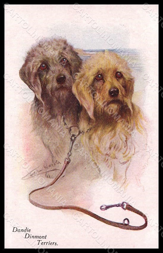 Artist Signed Wardle A. Dandie Dinmont Terriers Dog serie 42462-341 pc VK7731 – fronte