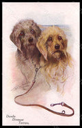 Artist Signed Wardle A. Dandie Dinmont Terriers Dog serie 42462-341 pc VK7731 – fronte