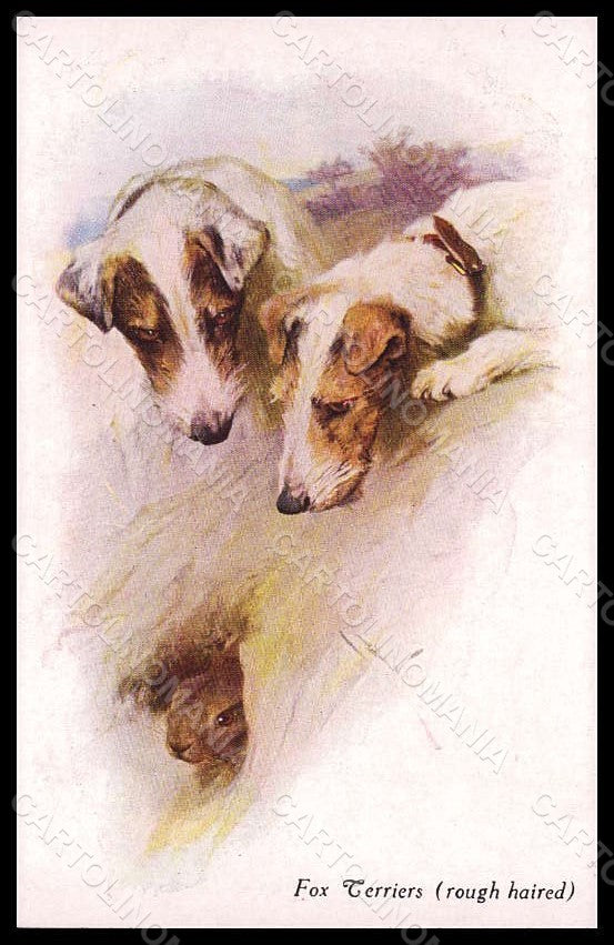 Artist Signed Wardle A. Fox Terriers Rough Haired Dog serie 42462-341 pc VK7732 – fronte
