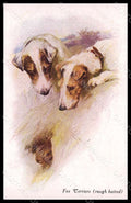 Artist Signed Wardle A. Fox Terriers Rough Haired Dog serie 42462-341 pc VK7732 – fronte