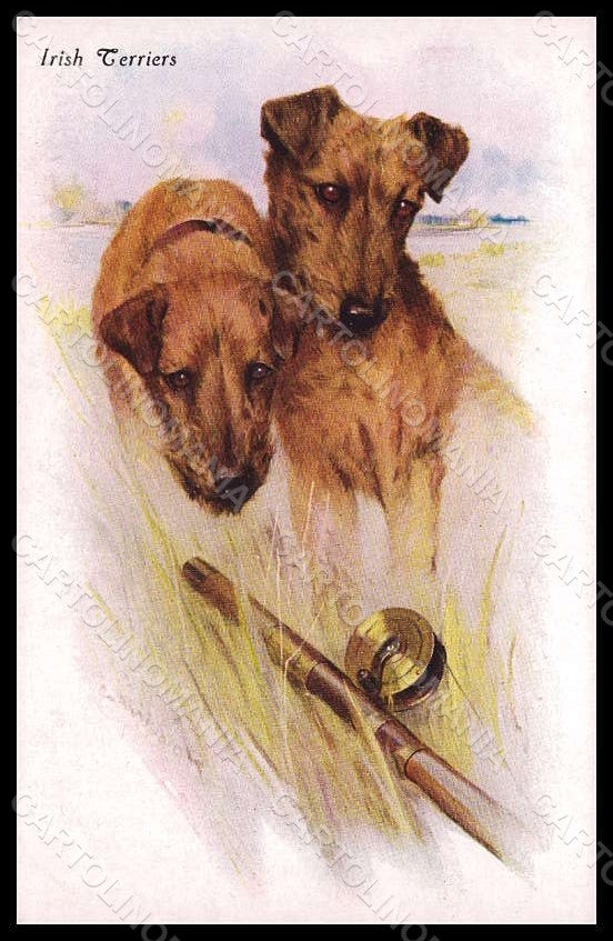 Artist Signed Wardle A. Irish Terriers Dog serie 42462-341 postcard VK7733 – fronte