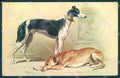 Artist Signed Reichert Greyhound Dog TSN serie 923 postcard VK9509 – fronte