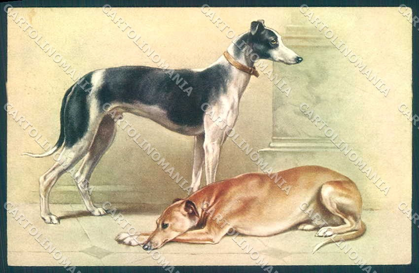 Artist Signed Reichert Greyhound Dog TSN serie 923 postcard VK9509 – fronte